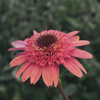 Cone-fections™ Raspberry Truffle Coneflower