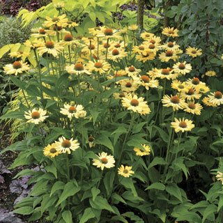 Coneflower Aloha