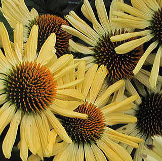 Coneflower Aloha