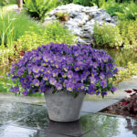 Cool Wave™ Blue Skies Pansy Seeds 1