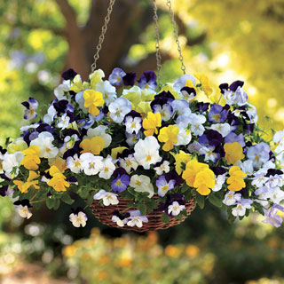 Cool Wave™ Mix Pansy Seeds