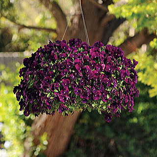 Cool Wave™ Purple Pansy Seeds
