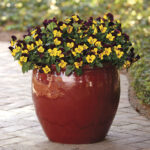 Cool Wave™ Sunshine and Wine Pansy Seeds 1