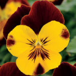 Cool Wave™ Sunshine and Wine Pansy Seeds 1