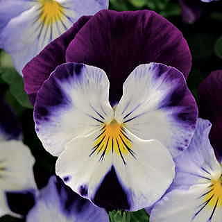 Cool Wave™ Violet Wing Pansy Seeds