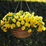 Cool Wave™ Yellow Pansy Seeds 1