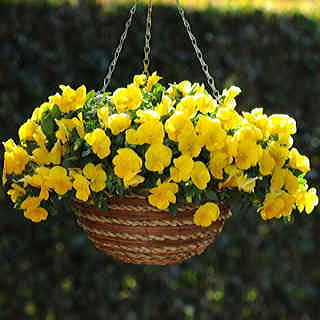Cool Wave™ Yellow Pansy Seeds
