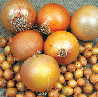 Copra Hybrid Onion Plants
