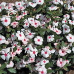 Cora™ Apricot Vinca Flower Seeds 1