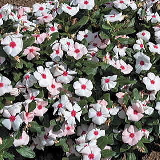 Cora™ Apricot Vinca Flower Seeds