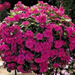 Cora® Cascade™ Magenta Vinca Flower Seeds 1