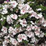 Cora® Cascade™ Peach Blush Vinca Flower Seeds 1