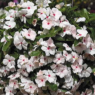 Cora® Cascade™ Peach Blush Vinca Flower Seeds
