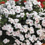 Cora® Cascade™ Polka Dot Vinca Flower Seeds 1
