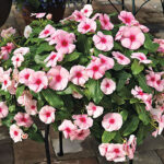 Cora® Cascade™ Strawberry Vinca Seeds 1