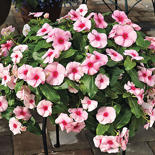 Cora® Cascade™ Strawberry Vinca Seeds