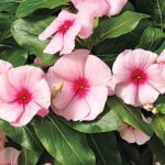 Cora® Cascade™ Strawberry Vinca Seeds 1