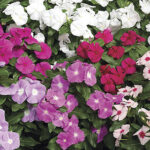 Cora™ Mix Vinca Flower Seeds 1