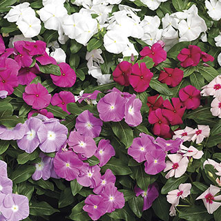 Cora™ Mix Vinca Flower Seeds