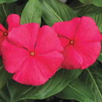 Cora™ Punch Vinca Flower Seeds 1