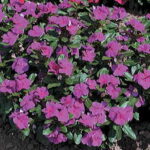 Cora™ Violet Vinca Flower Seeds 1