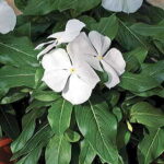 Cora™ White Vinca Flower Seeds 1