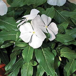 Cora™ White Vinca Flower Seeds