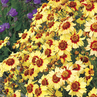 Coreopsis Autumn Blush