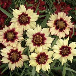 Coreopsis Autumn Blush