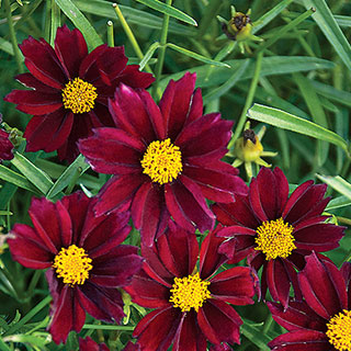 Coreopsis Big Bang™ 'Mercury Rising'