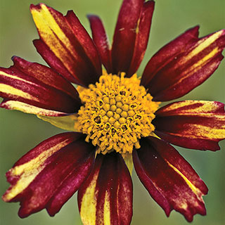 Coreopsis Big Bang™ 'Redshift'