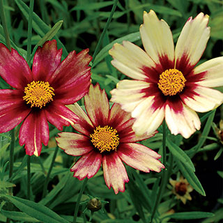 Coreopsis Big Bang™ 'Redshift'