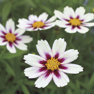 Coreopsis Big Bang™ 'Star Cluster'