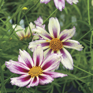 Coreopsis 'Cosmic Evolution'