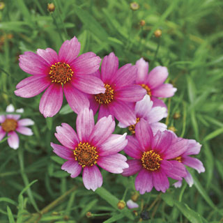 Coreopsis Heaven's Gate