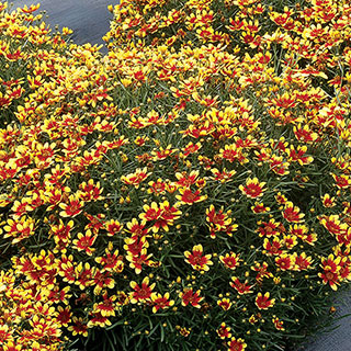 Coreopsis Honeybunch™ 'Red & Gold'