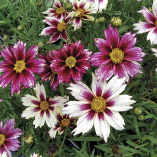 Coreopsis Li'l Bang™ Starlight