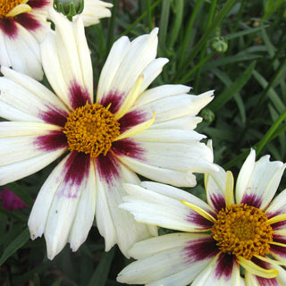 Coreopsis Li'l Bang™ Starlight