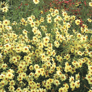 Coreopsis Moonlight