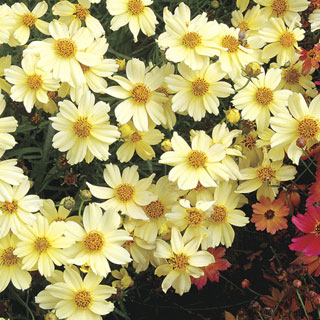 Coreopsis Moonlight