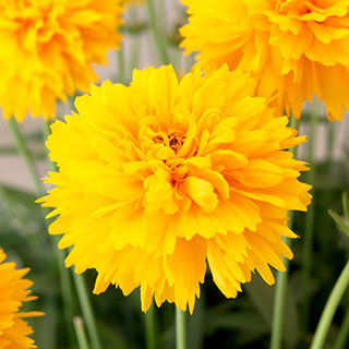 Coreopsis 'Moonswirl'