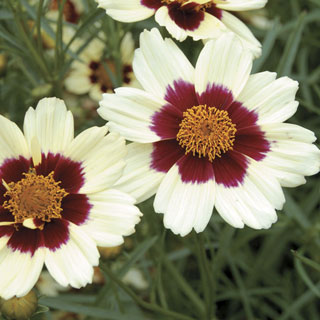 Coreopsis 'Snowberry'