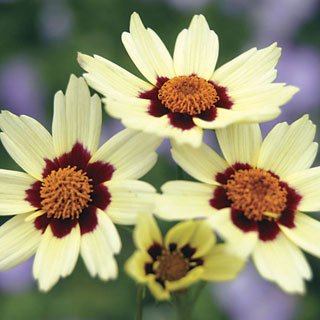 Coreopsis 'Snowberry'