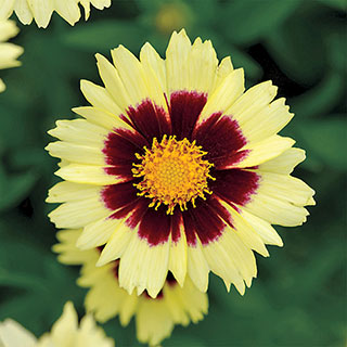 Coreopsis UpTick™ Cream