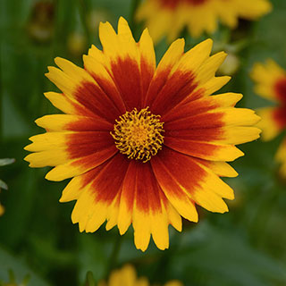 Coreopsis Uptick™ Gold & Bronze