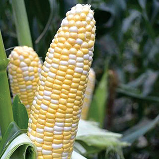Corn American Dream Hybrid
