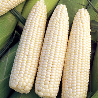 Corn Devotion Hybrid