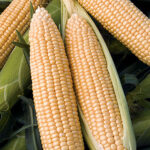 Corn Passion Hybrid 1