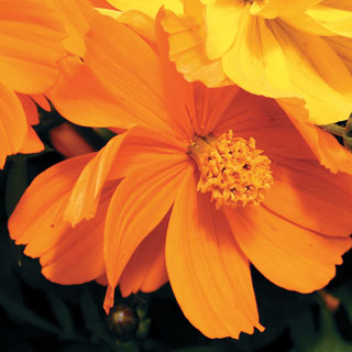 Cosmic Orange Cosmos Flower Seeds