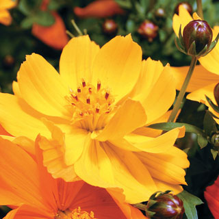 Cosmic Yellow Cosmos Flower Seeds